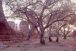  Trees and temple ruins