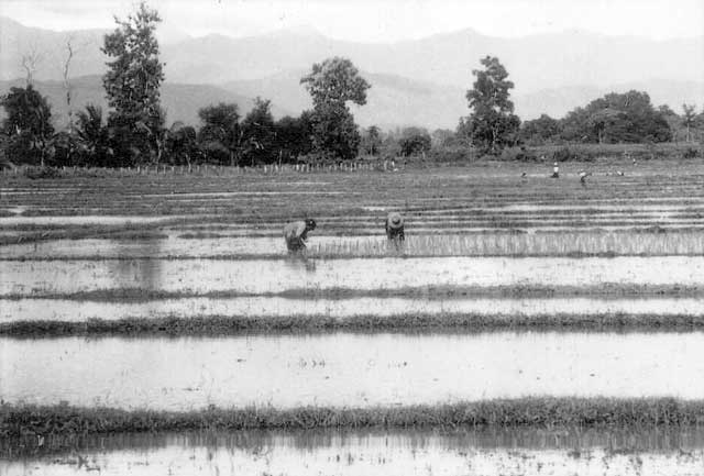 ruralScene