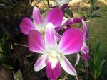 DSCF0864