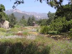 Toad Hall and Hills, Santa Barbara (CA) Botanical Garden, August 2005.