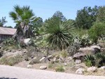 Botanical Garden, Santa Barbara, CA, August 2005