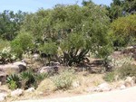 Botanical Garden, Santa Barbara, CA, August 2005
